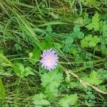 Knautia integrifolia Fula
