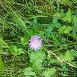 Knautia integrifolia Flower