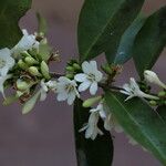 Tricalysia longituba Flor