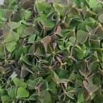 Oxalis purpurea List