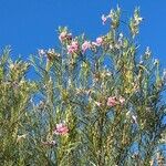 Chilopsis linearis Flower