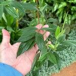 Cajanus cajan Leaf