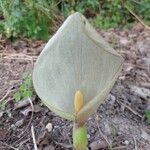 Arum italicumफूल