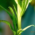 Xerochrysum bracteatum Blatt