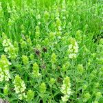 Sideritis hyssopifolia Flor