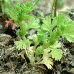 Alchemilla arvensis Liść