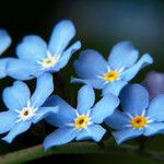 Myosotis sylvatica फूल