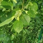 Tilia americanaFolha