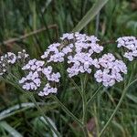 Achillea millefolium Çiçek