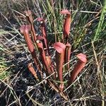 Sarracenia rubra Levél