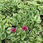 Mesembryanthemum cordifolium cv. 'Variegata' Folha