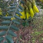 Sophora denudata Blomst