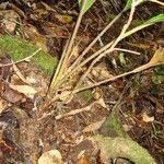 Burretiokentia grandiflora Tervik taim