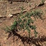 Cotoneaster pannosus List