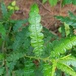 Comptonia peregrina Leaf