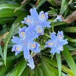 Iris japonica 花