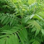 Rhus glabra Ліст