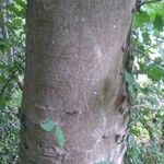 Zelkova carpinifolia Bark