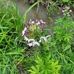 Cleome spinosaKvět