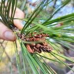 Pinus muricata Hoja