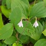 Linnaea borealis Kwiat