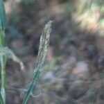 Rumex thyrsiflorus Leaf