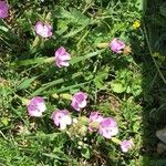 Dianthus pungens Blüte