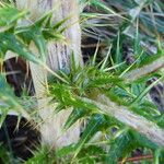 Cirsium jorullense Feuille