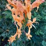 Tecomaria capensis 花