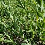 Vaccaria hispanica Hoja