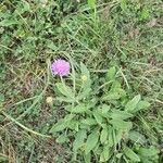 Knautia arvensisFlower