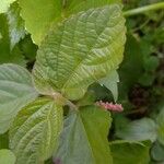 Acalypha monostachya Leaf
