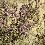 Thymus baeticus Habit