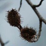 Fagus grandifolia Fruit