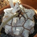 Dioscorea elephantipes Rusca