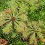 Drosera capillaris Staniste