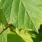 Corylus cornuta Hoja