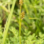 Carex liparocarpos Fruit