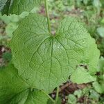 Alliaria petiolata Blatt