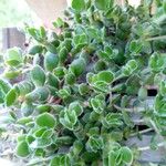 Crassula lanuginosa Blatt