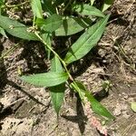 Polygonum lapathifolium Hoja