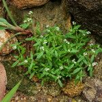 Euploca filiformis Habitat