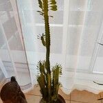 Euphorbia trigona Yaprak