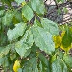 Prunus salicina Leaf