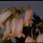 Dicentra nevadensis 花