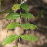 Zanthoxylum chalybeum पत्ता