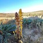 Orobanche flava Flower