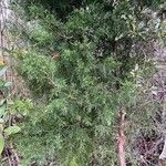 Chamaecyparis thyoides Leaf