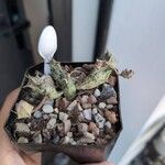 Duvalia sulcata (لحاء)