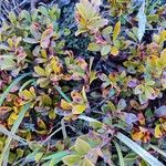 Arctostaphylos uva-ursi Hoja